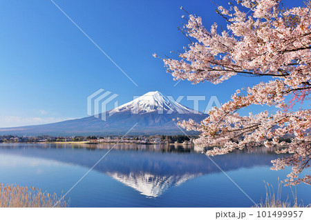 日本の春　富士山と桜 101499957