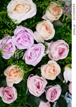 Lying on branch rose on mat background  101499994