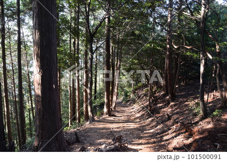 春の登山道(多度山) 春の登山道(多度山) 101500091