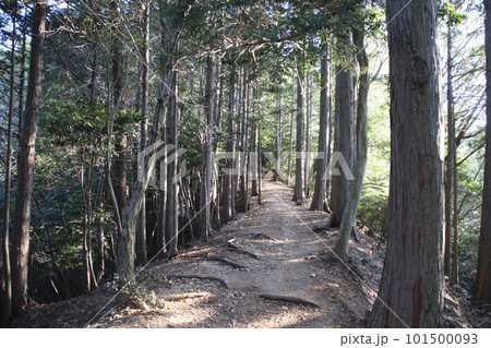 春の登山道(多度山) 春の登山道(多度山) 101500093