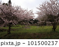 桜のある風景 101500237