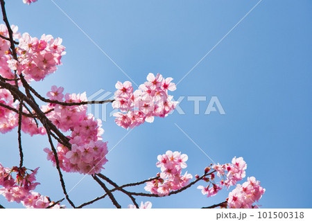 桜咲く一乗谷朝倉氏遺跡 101500318