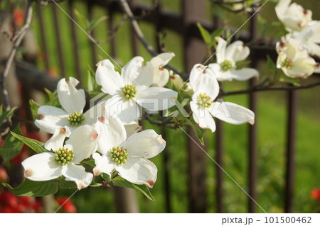 ハナミズキ 101500462