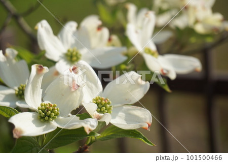 ハナミズキ 101500466