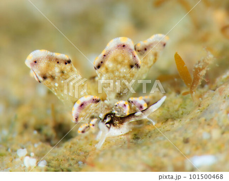 ハナビラウミウシ 101500468