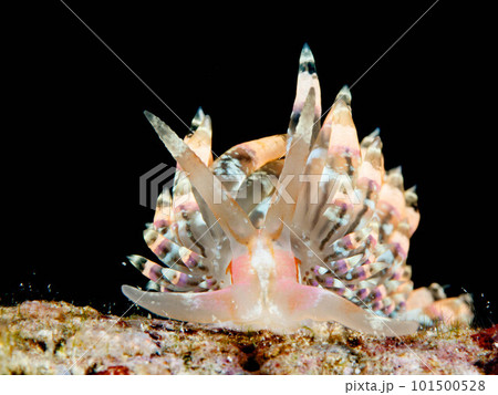 デンショクミノウミウシ デンショクミノウミウシ 101500528