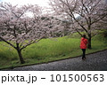 満開の桜の下で散歩する人 101500563
