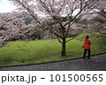 満開の桜の下で散歩する人 101500565