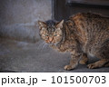 外で見つめる猫 101500703