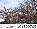 満開の桜と青い空 101500705