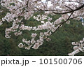 満開になった桜の木 101500706