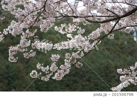 満開になった桜の木 101500706