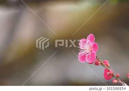 はるをつげるピンクの梅一輪 101500854