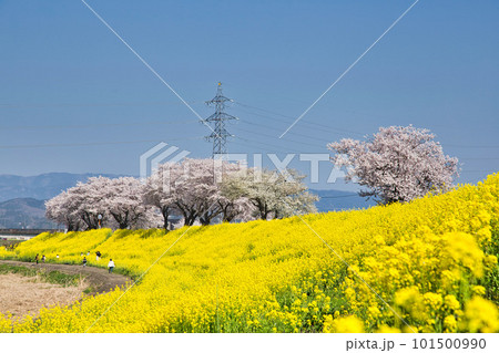 満開の菜の花と桜のある風景 満開の菜の花と桜のある風景 101500990