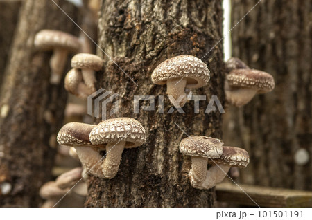 原木椎茸の栽培風景 101501191