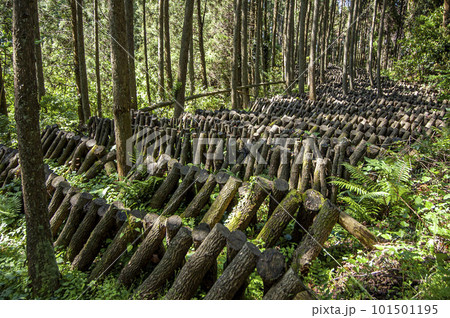 原木椎茸の栽培風景 101501195