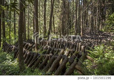 原木椎茸の栽培風景 101501196