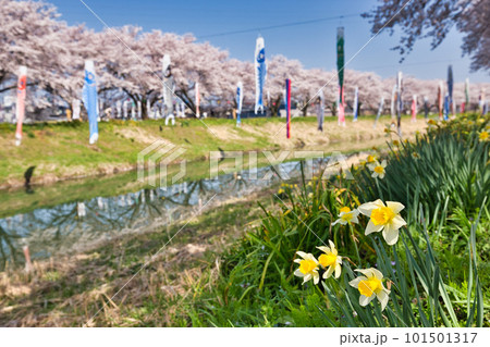 爽やかな青空に満開の桜と鯉のぼり 101501317