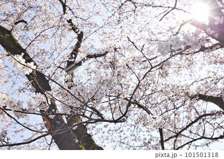 爽やかな青空に満開の桜と鯉のぼり 101501318