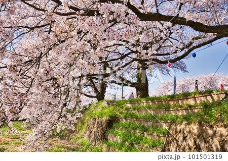 爽やかな青空に満開の桜と鯉のぼり 爽やかな青空に満開の桜と鯉のぼり 101501319