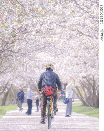 桜のトンネルをサイクリング 101501367