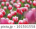 美しいチューリップの花 101501558