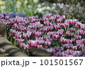 花壇に咲く紫色のチューリップ 101501567