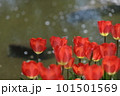 水辺に揺れる赤いチューリップ 101501569