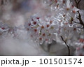 春の訪れを告げる満開の桜 101501574