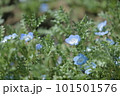 ネモフィラ 101501576