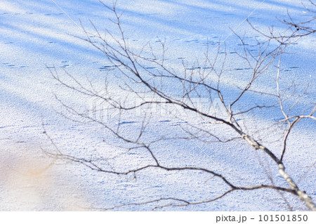 冬のウトナイ湖風景 101501850