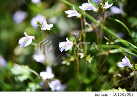 トキワハゼ（常盤爆） 101502003