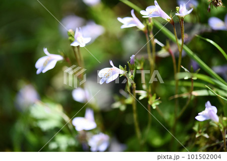 トキワハゼ（常盤爆） 101502004