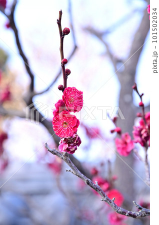 菅原天満宮の梅の花 101502034