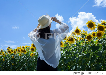 ひまわり畑を歩く女性　sunflower 101502137