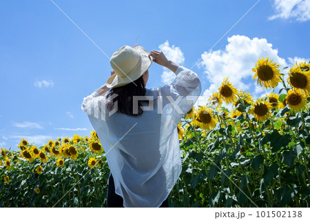 ひまわり畑を歩く女性　sunflower 101502138