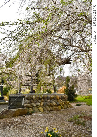 桜の秩父長瀞 101502140