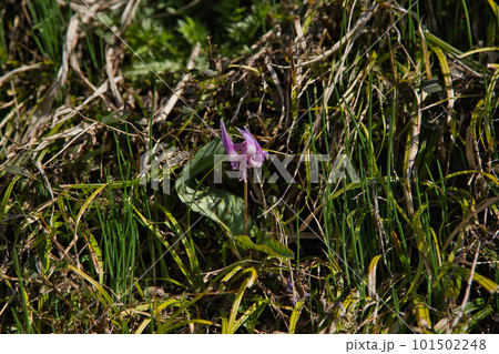 春の訪れを告げるミチノクフクジュソウ 101502248