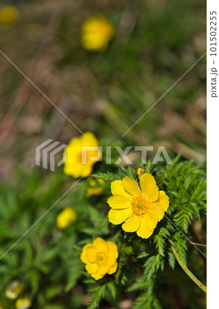 春の訪れを告げるミチノクフクジュソウ 101502255