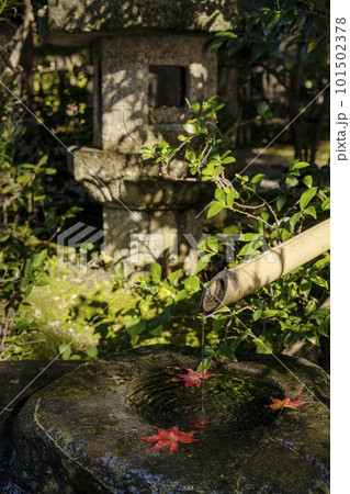 つくばいに浮かぶ紅葉-6 101502378