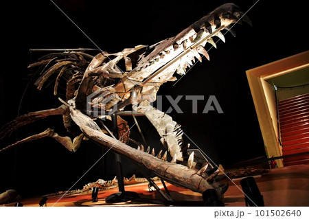 いわき市石炭・化石館ほるるに展示されているプリオサウルスの化石 いわき市石炭・化石館ほるるに展示されているプリオサウルスの化石 101502640