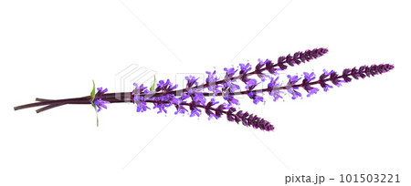 Sprigs of purple salvia flowers in a small bouquet isolated Sprigs of purple salvia flowers in a small bouquet isolated 101503221
