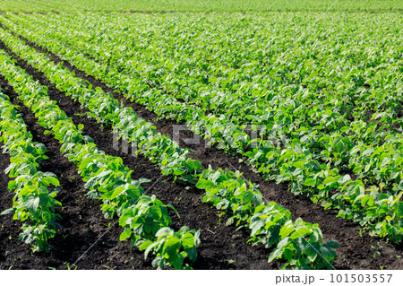 ジャガイモ畑 101503557