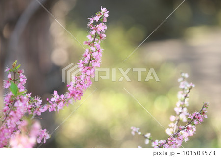 春・可憐な庭桜の花 春・可憐な庭桜の花 101503573