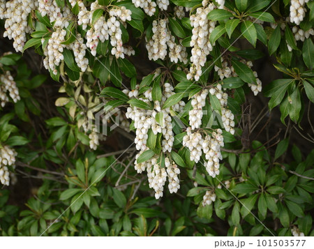 白いアセビの花 白いアセビの花 101503577