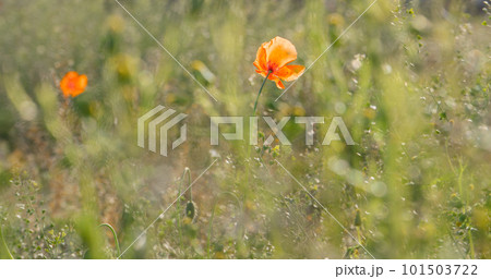 春の野原に咲くナガミヒナゲシの花【春】 春の野原に咲くナガミヒナゲシの花【春】 101503722