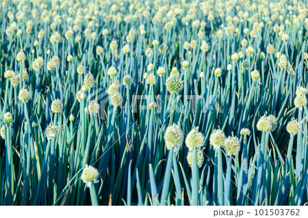 長ネギ畑（ねぎぼうず） 101503762