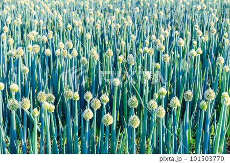 長ネギ畑（ねぎぼうず） 101503770