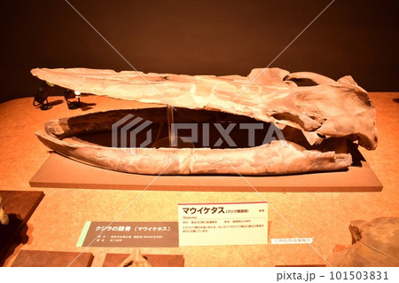 いわき市石炭・化石館ほるる　マウイケタスの化石 101503831