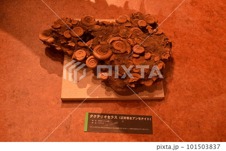 いわき市石炭・化石館ほるるに展示されている化石 101503837